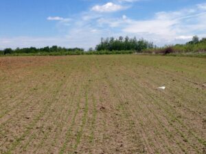 emerging flax