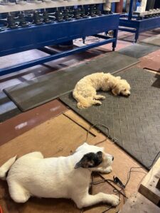 Jack and Jenny hanging out at the spinning mill. 